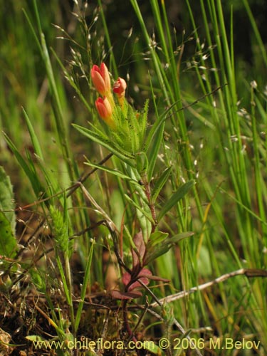 Фотография Collomia biflora (Colomia roja / Coxínea). Щелкните, чтобы увеличить вырез.