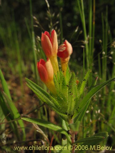 Bild von Collomia biflora (Colomia roja / Coxínea). Klicken Sie, um den Ausschnitt zu vergrössern.