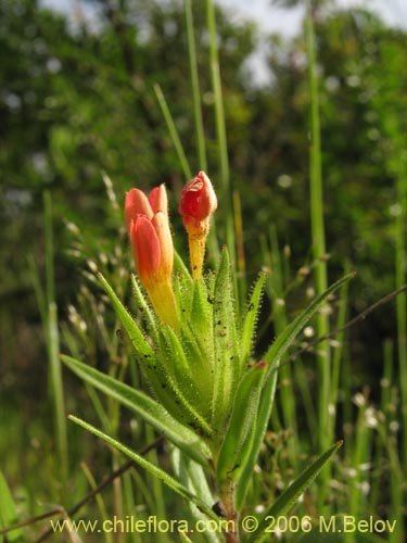 Фотография Collomia biflora (Colomia roja / Coxínea). Щелкните, чтобы увеличить вырез.