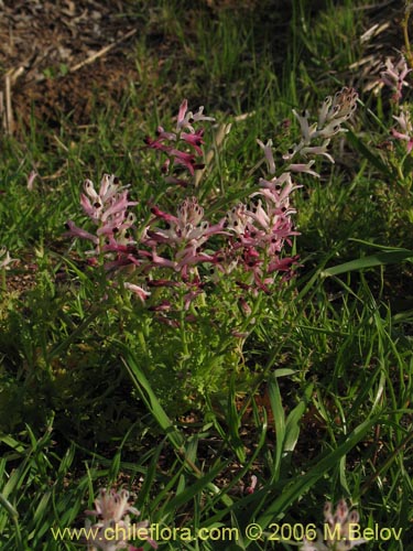 Bild von Fumaria agraria (Hierba de la culebra). Klicken Sie, um den Ausschnitt zu vergrössern.