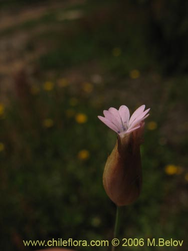 Фотография Petrorhagia prolifera (). Щелкните, чтобы увеличить вырез.