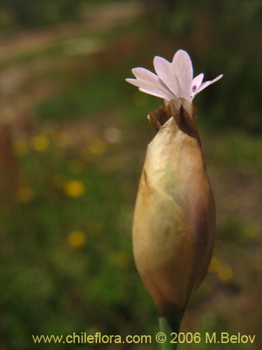 Image of Petrorhagia prolifera (). Click to enlarge parts of image.