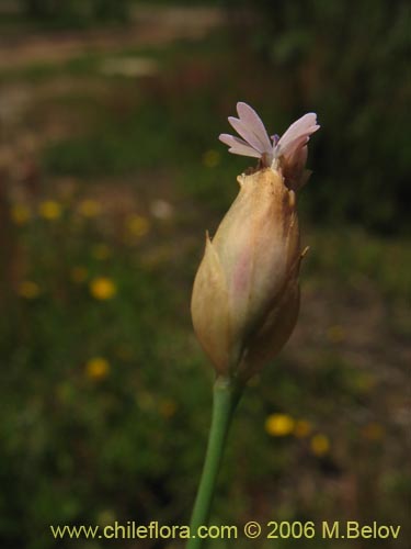 Imágen de Petrorhagia prolifera (). Haga un clic para aumentar parte de imágen.