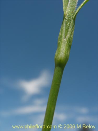 Image of Petrorhagia prolifera (). Click to enlarge parts of image.