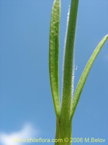 Bild von Petrorhagia prolifera (). Klicken Sie, um den Ausschnitt zu vergrössern.