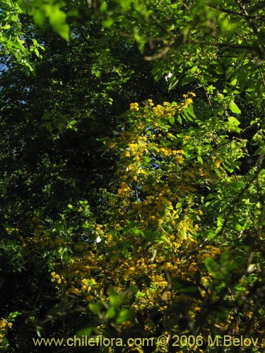 Image of Azara serrata (Corcolén). Click to enlarge parts of image.