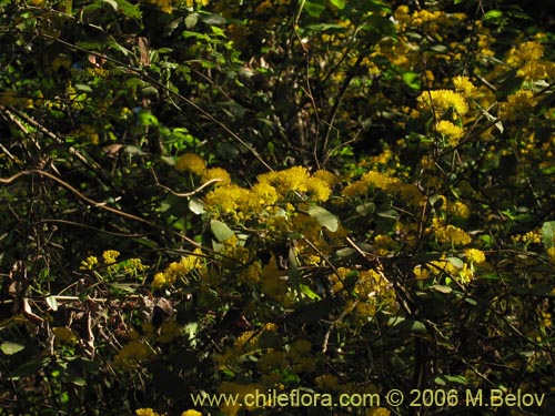 Фотография Azara serrata (Corcolén). Щелкните, чтобы увеличить вырез.