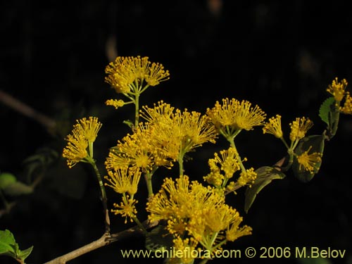 Фотография Azara serrata (Corcolén). Щелкните, чтобы увеличить вырез.