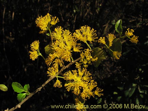 Фотография Azara serrata (Corcolén). Щелкните, чтобы увеличить вырез.