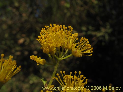 Фотография Azara serrata (Corcolén). Щелкните, чтобы увеличить вырез.