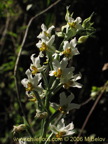 Image of Gavilea venosa (). Click to enlarge parts of image.