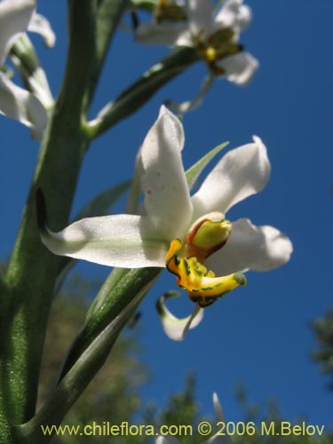 Image of Gavilea venosa (). Click to enlarge parts of image.