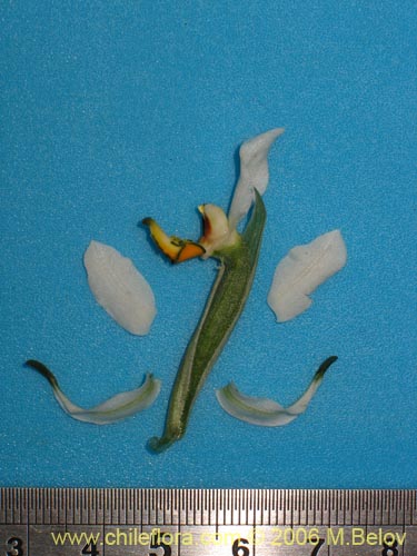 Image of Gavilea venosa (). Click to enlarge parts of image.