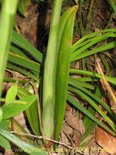 Bild von Gavilea venosa (). Klicken Sie, um den Ausschnitt zu vergrössern.