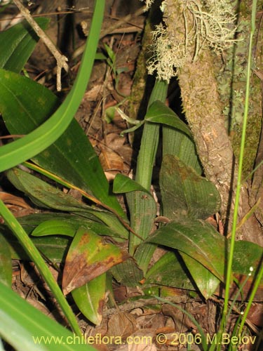 Image of Gavilea venosa (). Click to enlarge parts of image.