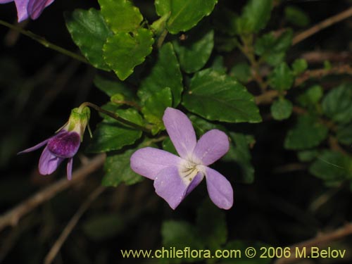 Фотография Viola portalesia (Violeta arbustiva). Щелкните, чтобы увеличить вырез.