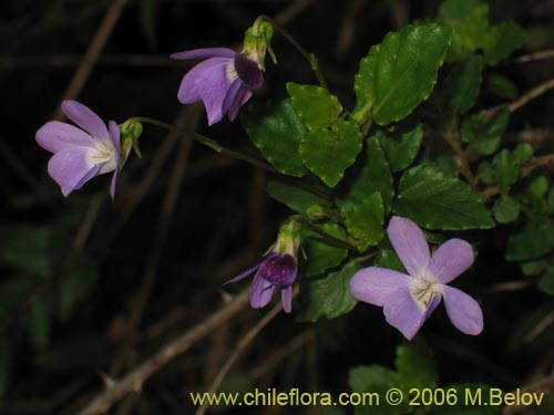 Image of Viola portalesia (Violeta arbustiva). Click to enlarge parts of image.