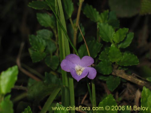 Фотография Viola portalesia (Violeta arbustiva). Щелкните, чтобы увеличить вырез.