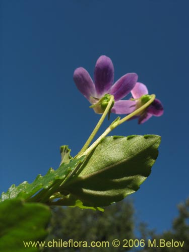 Image of Viola portalesia (Violeta arbustiva). Click to enlarge parts of image.