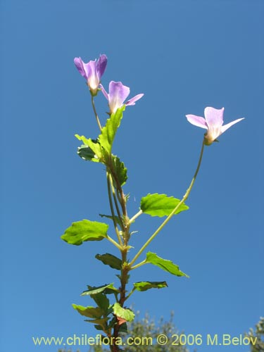 Фотография Viola portalesia (Violeta arbustiva). Щелкните, чтобы увеличить вырез.