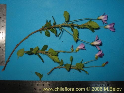 Image of Viola portalesia (Violeta arbustiva). Click to enlarge parts of image.