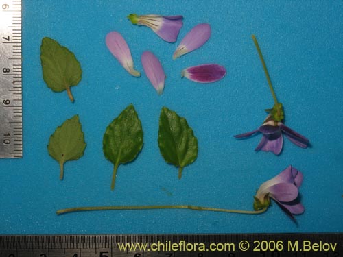 Image of Viola portalesia (Violeta arbustiva). Click to enlarge parts of image.