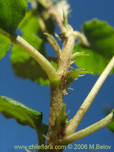 Image of Viola portalesia (Violeta arbustiva). Click to enlarge parts of image.