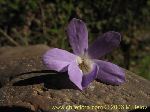 Image of Viola portalesia (Violeta arbustiva). Click to enlarge parts of image.