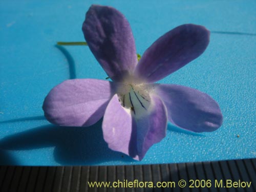 Image of Viola portalesia (Violeta arbustiva). Click to enlarge parts of image.