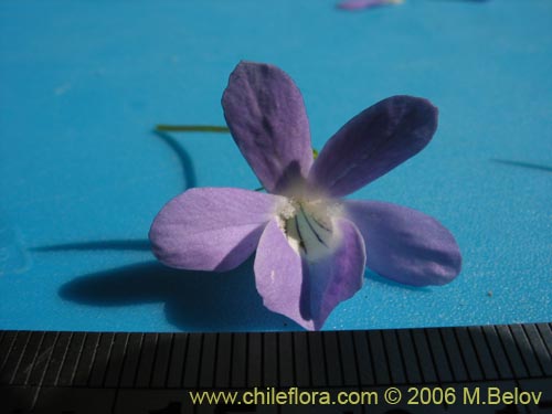 Image of Viola portalesia (Violeta arbustiva). Click to enlarge parts of image.