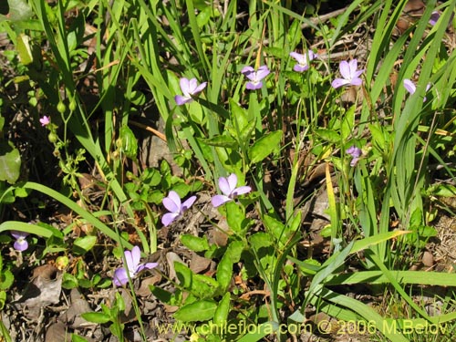 Bild von Viola portalesia (Violeta arbustiva). Klicken Sie, um den Ausschnitt zu vergrössern.