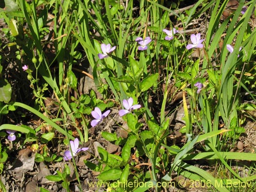 Фотография Viola portalesia (Violeta arbustiva). Щелкните, чтобы увеличить вырез.