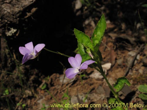 Фотография Viola portalesia (Violeta arbustiva). Щелкните, чтобы увеличить вырез.