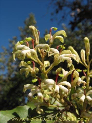 Bild von Lomatia hirsuta (Radal / Raral / Nogal silvestre). Klicken Sie, um den Ausschnitt zu vergrössern.