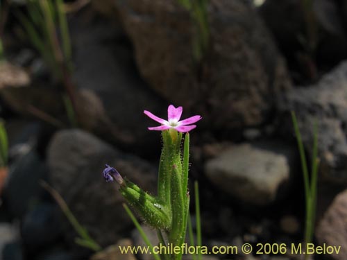 Image of Unidentified Plant sp. #2328 (). Click to enlarge parts of image.