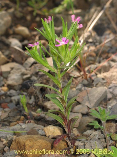 未確認の植物種 sp. #2328の写真