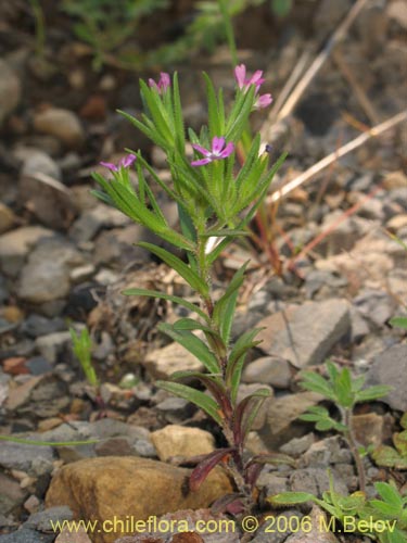 Image of Unidentified Plant sp. #2328 (). Click to enlarge parts of image.