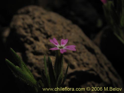 Imágen de Planta no identificada sp. #2328 (). Haga un clic para aumentar parte de imágen.