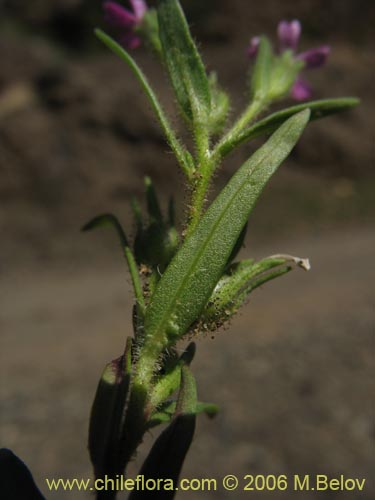 Imágen de Planta no identificada sp. #2328 (). Haga un clic para aumentar parte de imágen.