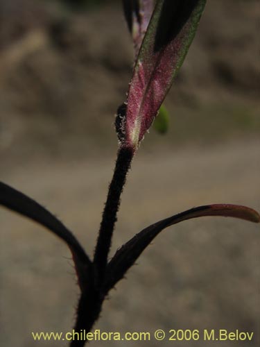 Imágen de Planta no identificada sp. #2328 (). Haga un clic para aumentar parte de imágen.