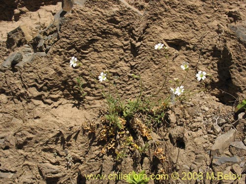 Imágen de Cerastium arvense (Cuernecita). Haga un clic para aumentar parte de imágen.