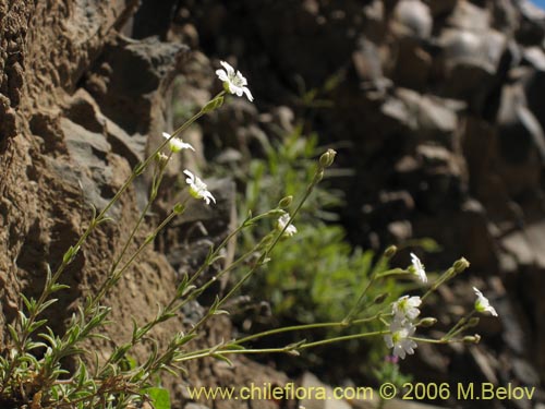 Bild von Cerastium arvense (Cuernecita). Klicken Sie, um den Ausschnitt zu vergrössern.