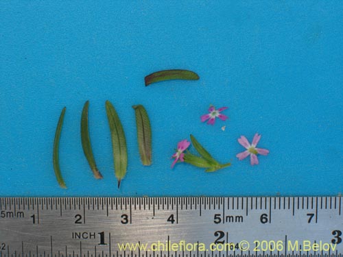 Image of Unidentified Plant sp. #2328 (). Click to enlarge parts of image.