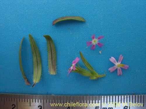 Image of Unidentified Plant sp. #2328 (). Click to enlarge parts of image.