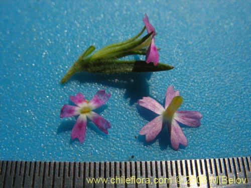 Image of Unidentified Plant sp. #2328 (). Click to enlarge parts of image.