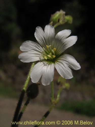 Image of Cerastium arvense (Cuernecita). Click to enlarge parts of image.