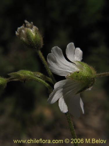 Image of Cerastium arvense (Cuernecita). Click to enlarge parts of image.