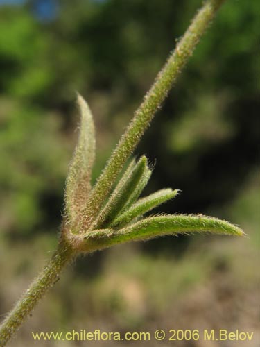 Bild von Cerastium arvense (Cuernecita). Klicken Sie, um den Ausschnitt zu vergrössern.