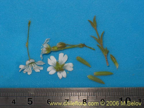 Image of Cerastium arvense (Cuernecita). Click to enlarge parts of image.