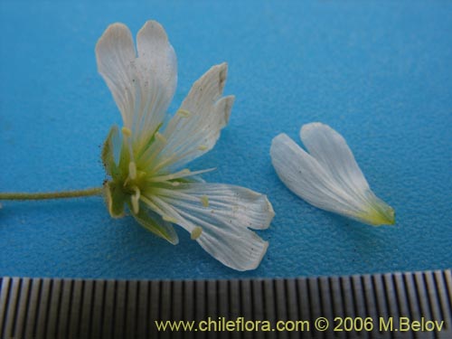 Bild von Cerastium arvense (Cuernecita). Klicken Sie, um den Ausschnitt zu vergrössern.